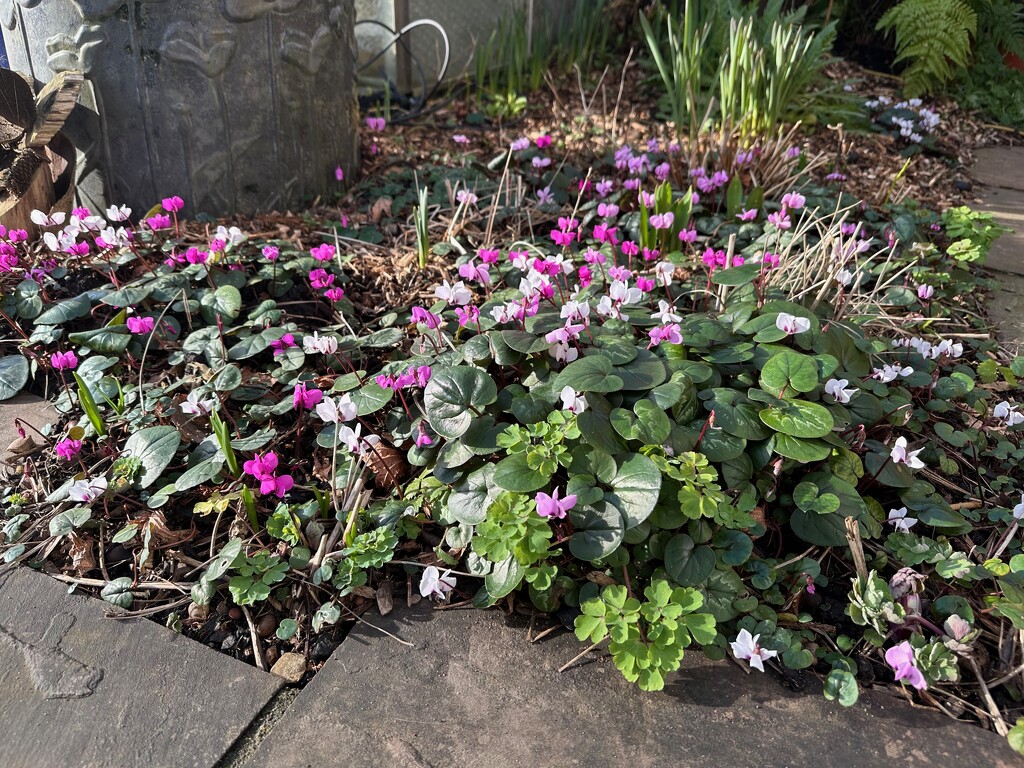 Cyclamen by 365projectmaxine