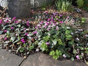 3rd Feb 2025 - Cyclamen