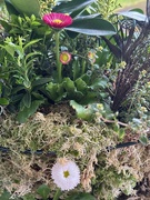 4th Feb 2025 - Winter Hanging Basket