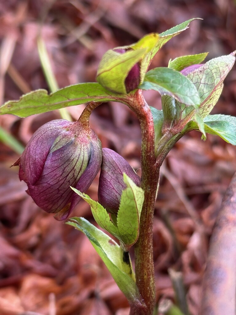 Hellebore by 365projectmaxine