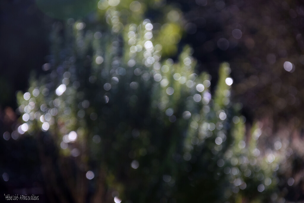 rosemary by parisouailleurs