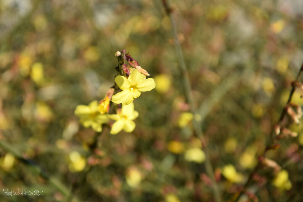 Jasminum nudiflorum by parisouailleurs