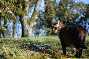 2nd Feb 2025 - Happy Toulouse in the garden