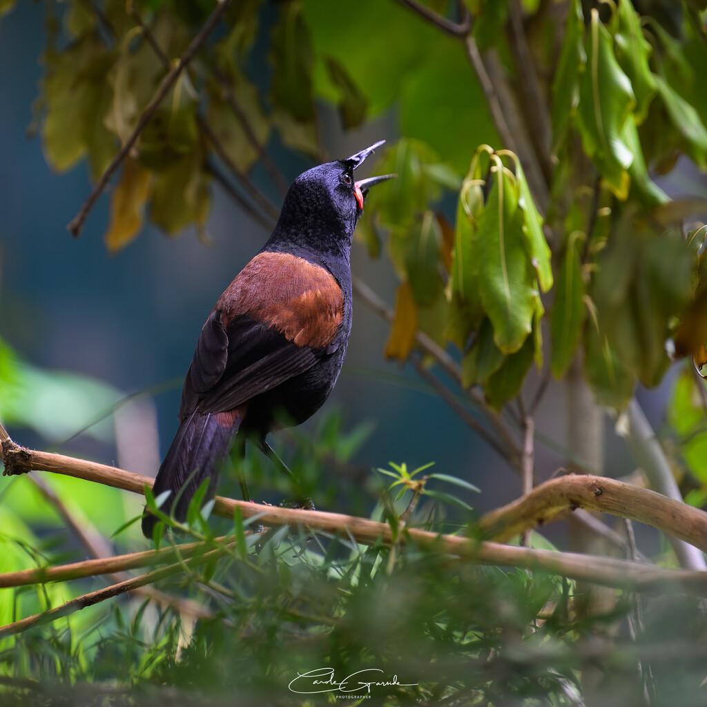 Saddleback-tīeke by yorkshirekiwi
