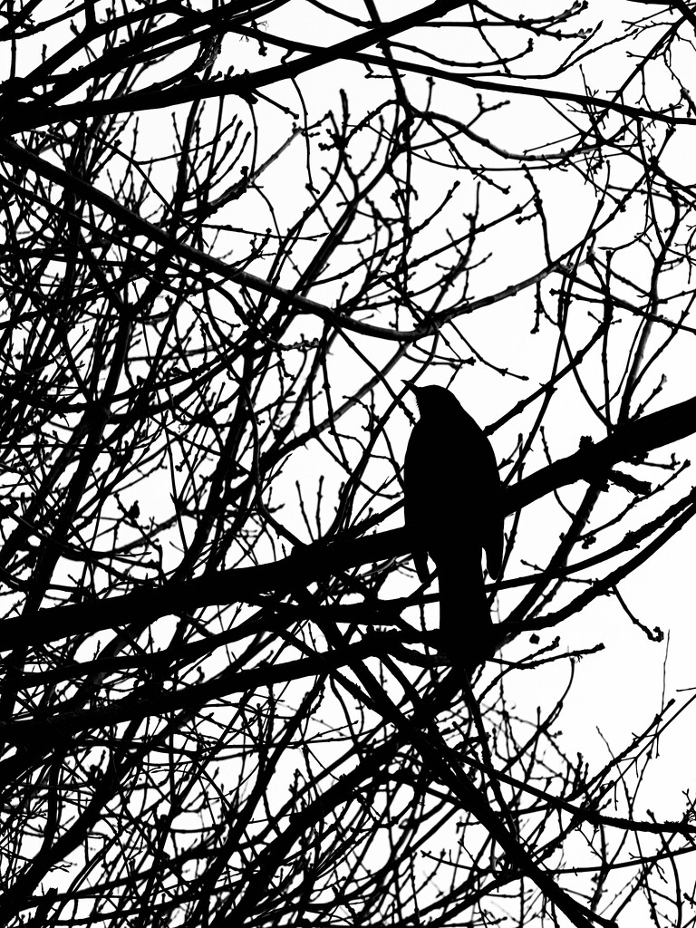 Blackbird  by gaillambert
