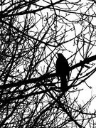 5th Feb 2025 - Blackbird 