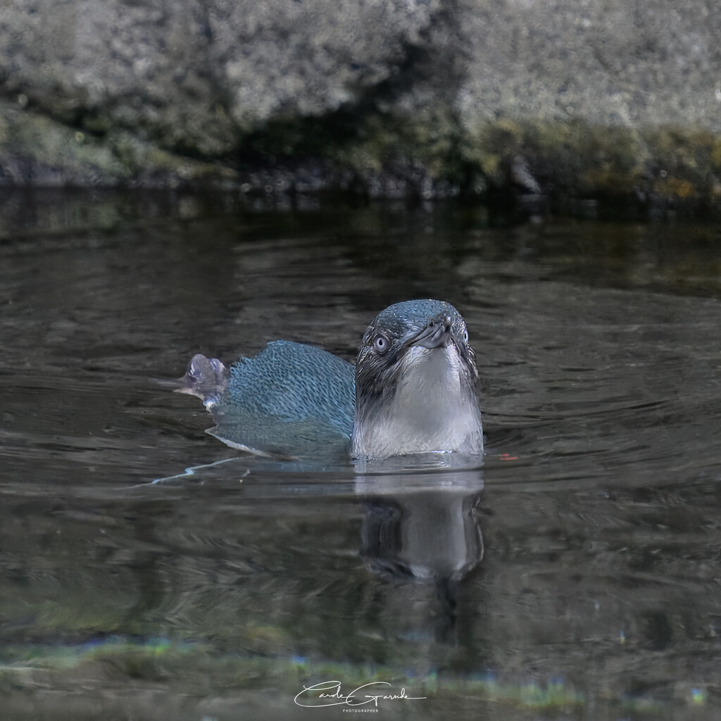 Little Blue Penguin by yorkshirekiwi