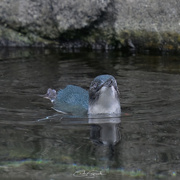 5th Feb 2025 - Little Blue Penguin