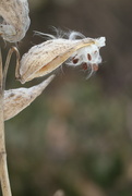 5th Feb 2025 - Surviving Winter