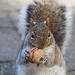 Walnut Wednesday by berelaxed