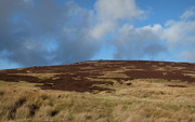 5th Feb 2025 - 3 sheep