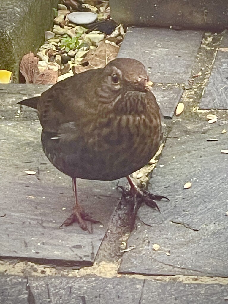 Mrs Blackbird by nicolaeastwood