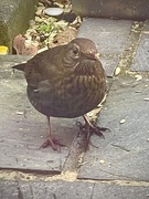 3rd Feb 2025 - Mrs Blackbird