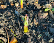 5th Feb 2025 - Shoots