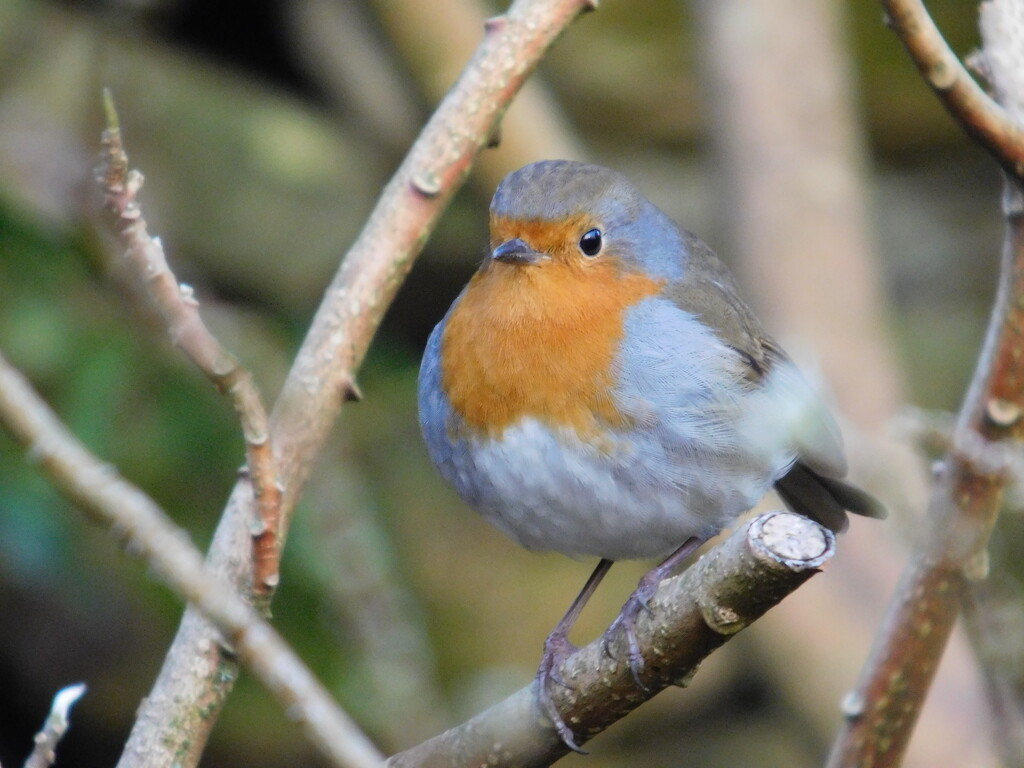 haha, robin, got you! by anniesue