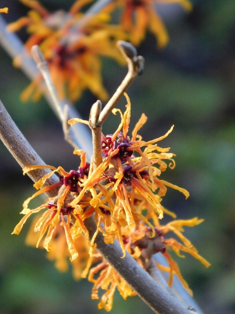 witch hazel by anniesue