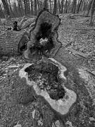 5th Feb 2025 - Natures Art