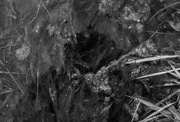 5th Feb 2025 - Reflection on a drainage ditch