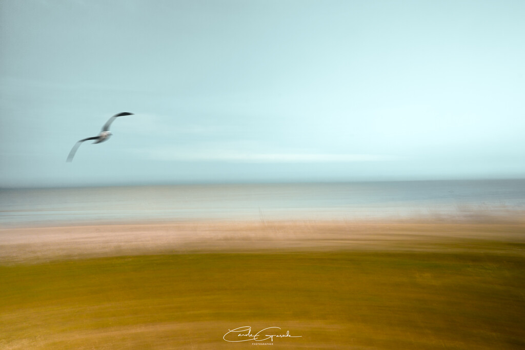 Firth of Thames by yorkshirekiwi