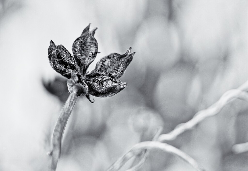 Peony Seed Head - after the seeds have gone by gardencat