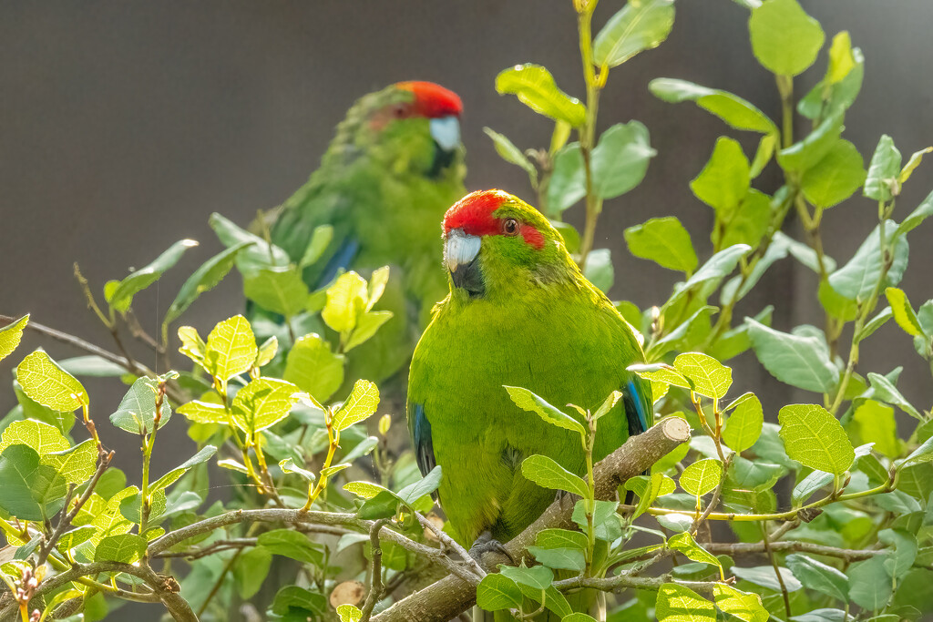 Two in the Bush by helenw2