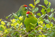 6th Feb 2025 - Two in the Bush