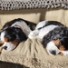Sweet pups 