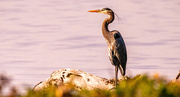 5th Feb 2025 - Blue Heron!