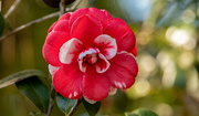 5th Feb 2025 - Camellia Flower