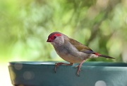 6th Feb 2025 - Red-Browed Finch