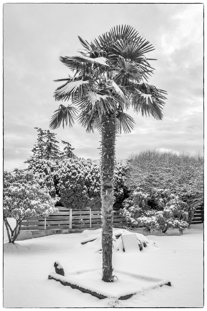 Snowy Palm - FOR Day 5 by cdcook48