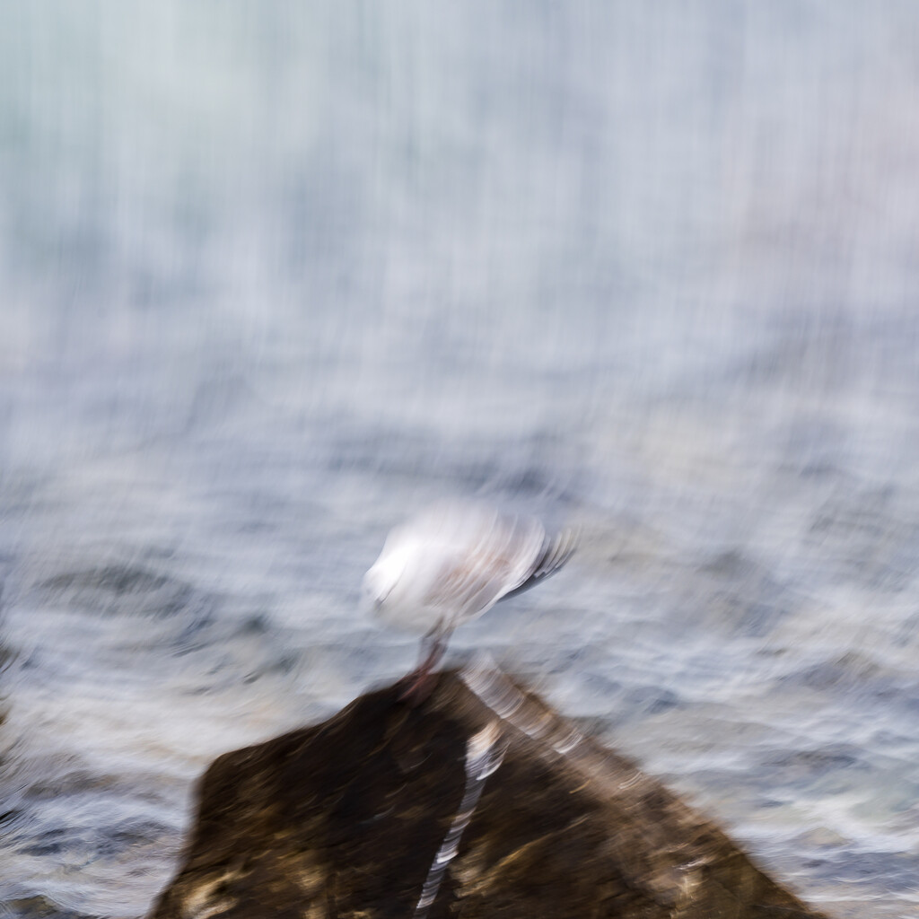 Seagull by yaorenliu