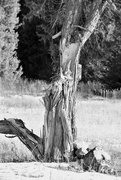 6th Feb 2025 - A Rotting Tree - FOR2025