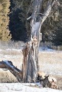 6th Feb 2025 - A Rotting Tree, Color Version 