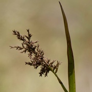 6th Feb 2025 - Just A Bit Of Sedge P2061141