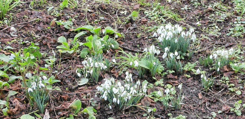 Snowdrops........ by cutekitty