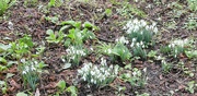 5th Feb 2025 - Snowdrops........