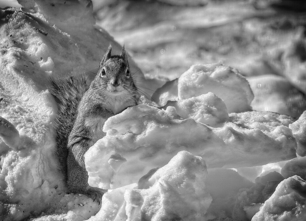 Squirrel in Snowy Landscape by gardencat