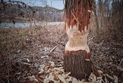 6th Feb 2025 - beaver