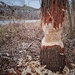 beaver by duska