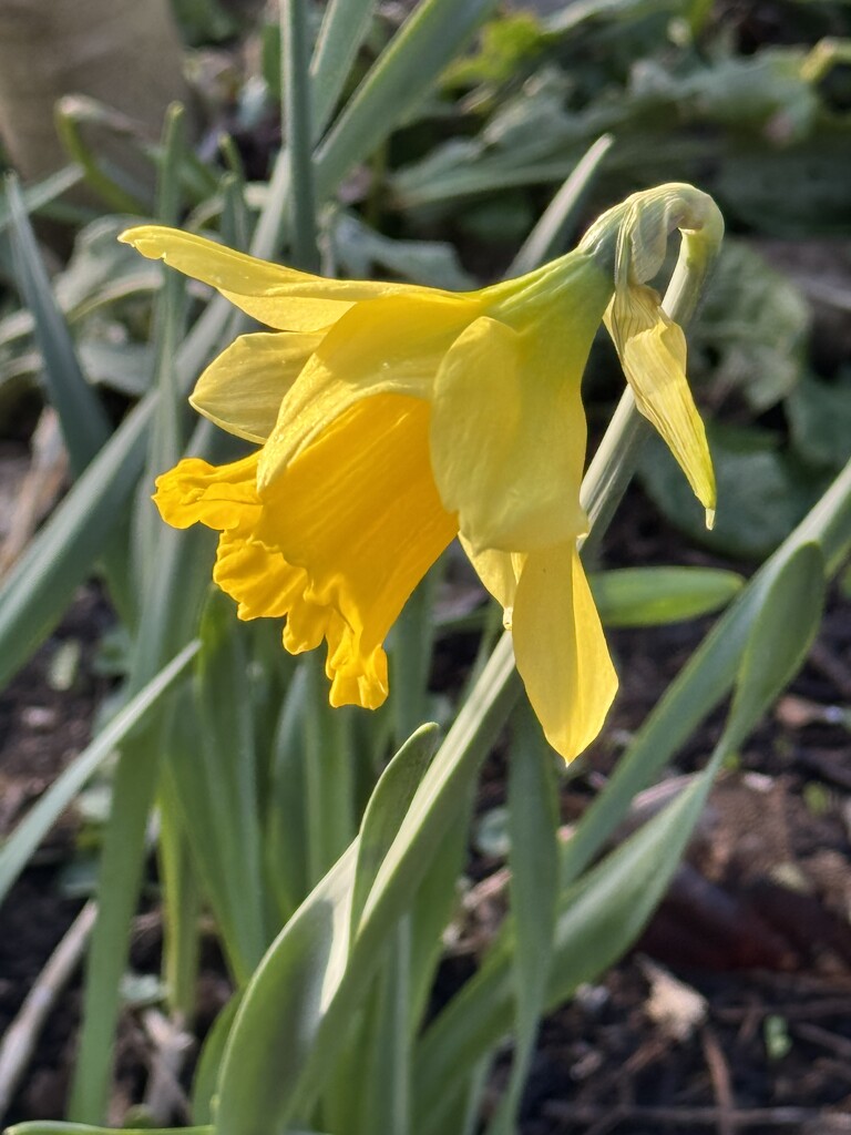 The First Daffodil in the Garden by susiemc