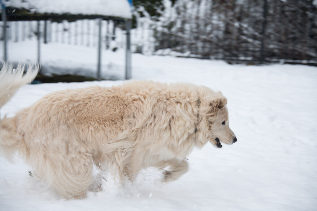 Get that snowball! by epcello