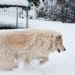 Get that snowball!