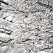 Snowy branches