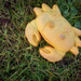 A happy crab in the grass :-)