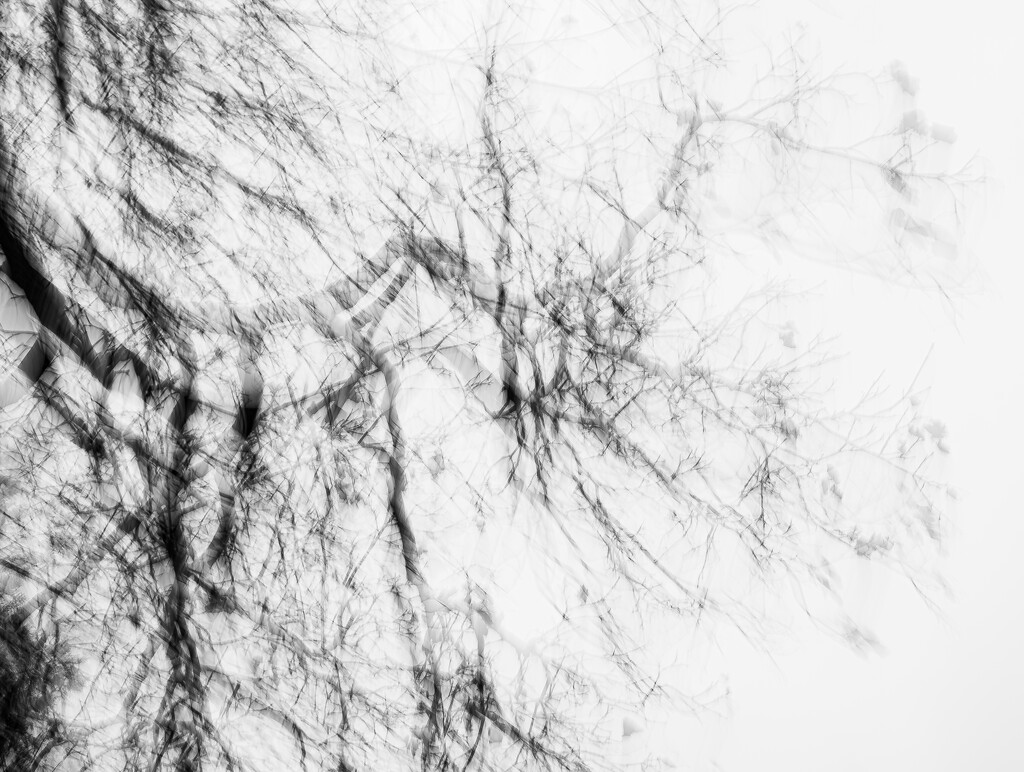 Branches like vericose veins by darchibald