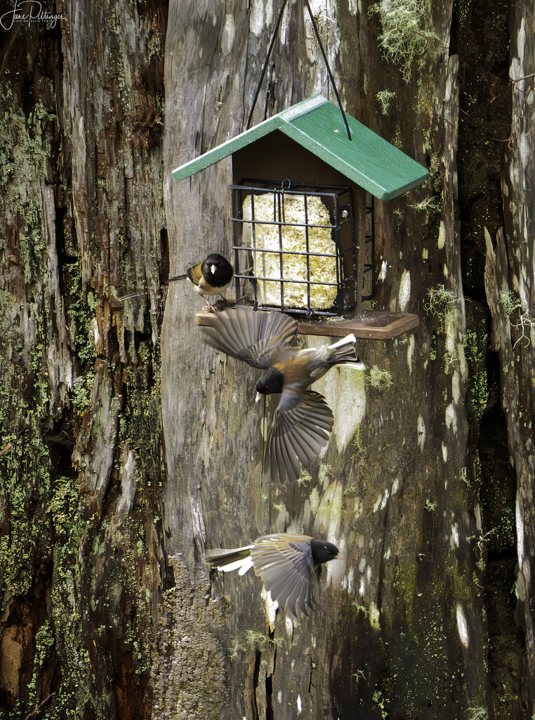 Juncos at the Suet Feeder by jgpittenger