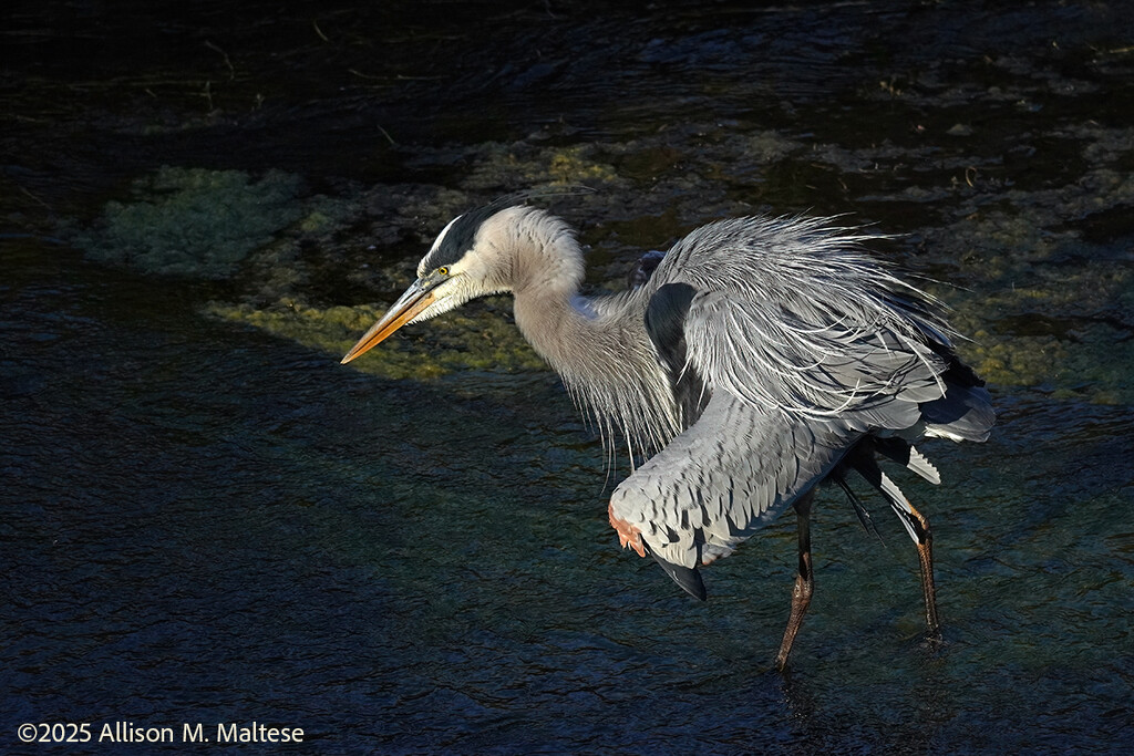 Great Blue Heron in the Shallows by falcon11
