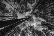 6th Feb 2025 - Tall Trees