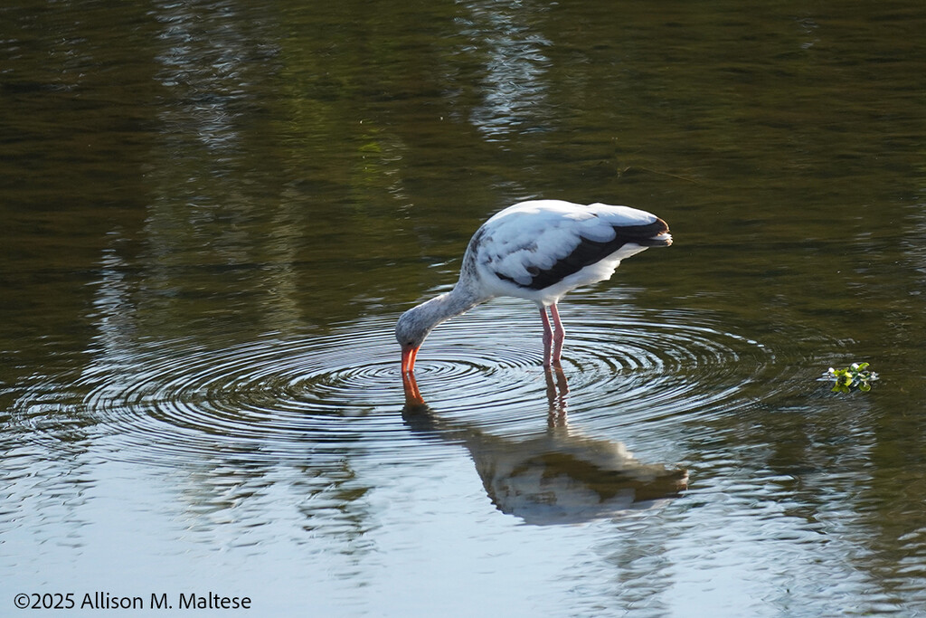 Juvenile White Ibis by falcon11